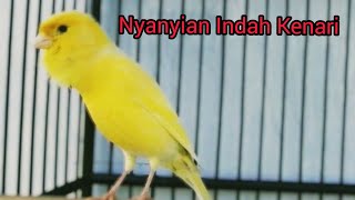 KENARI PANCINGAN DALAM HITUNGAN DETIK LANGSUNG NYAUT