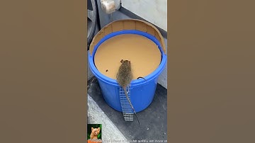 Shocking! Dozens of mice fall quickly, will it ever stop? #catandmouse #funny #trending