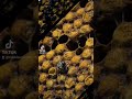 #truteń #dron #beekeeping #dc #foryou #viral