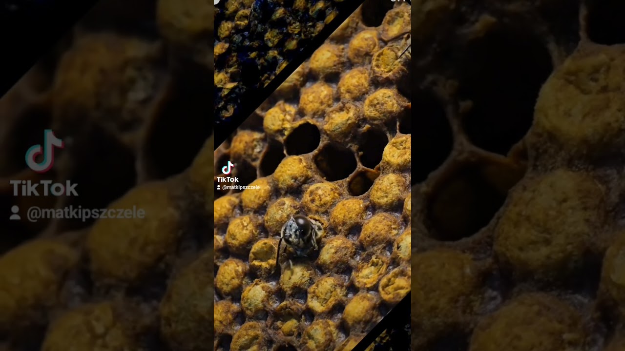#truteń #dron #beekeeping #dc #foryou #viral