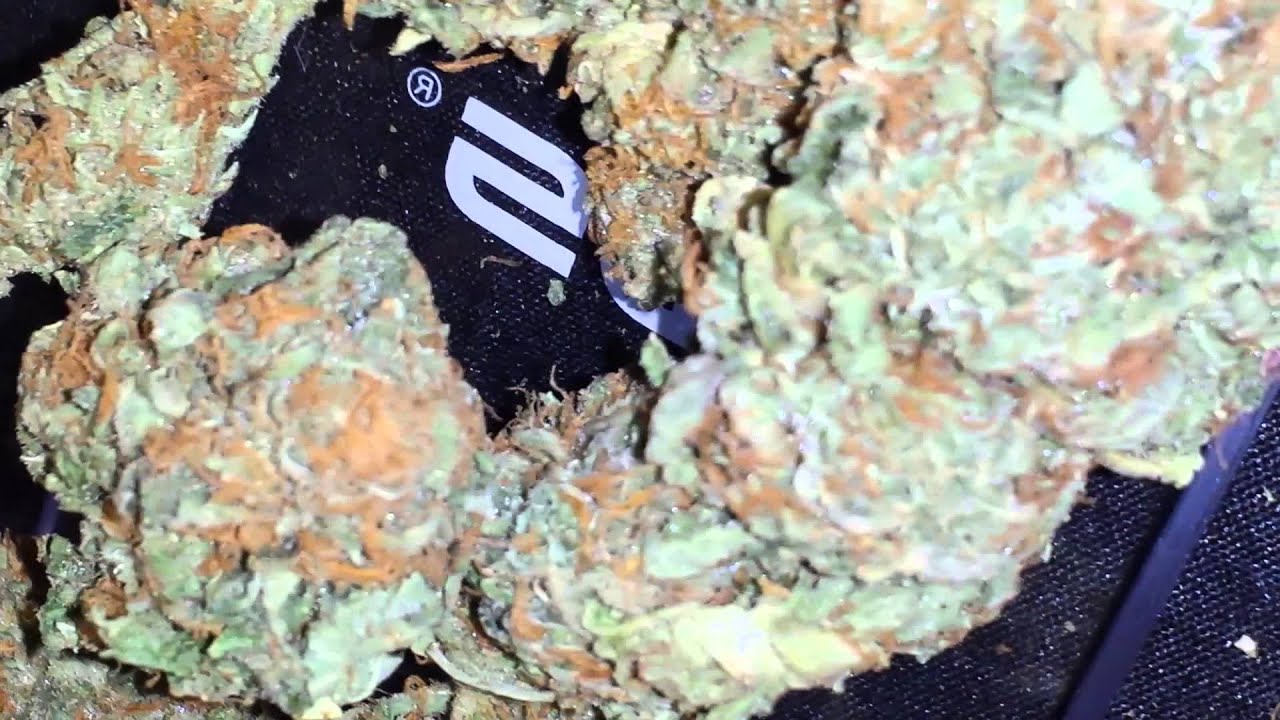 Platinum kush strain closeup