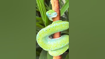 “Mesmerizing Beauty of the Green Tree Python”