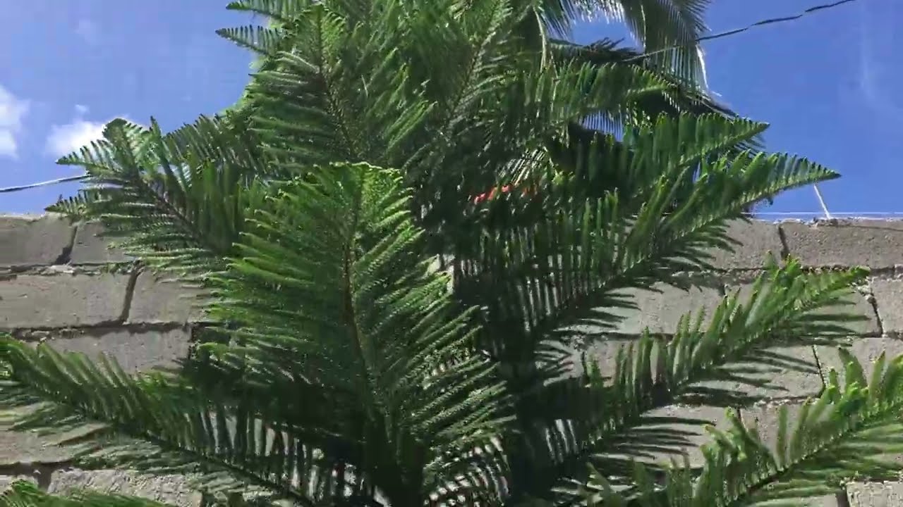 My Greenery Garden | Pine Trees | Leafy Living