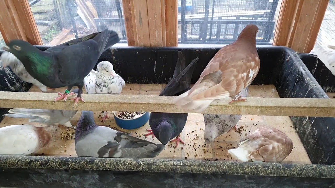 20191231 Day 5 seed training, think baby pigeon can drink water now