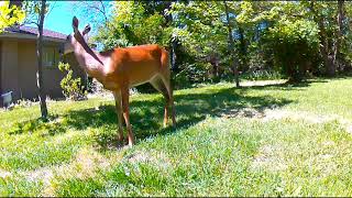Lunch Break #deer #wildlife #lunchbreakfreestyle #lunch #relax #zen #nature #asmr #animals 