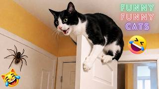 TRY NOT TO LAUGH: Best Cat Fails and Viral Moments