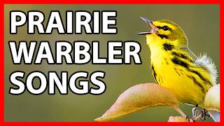 Prairie Warbler Songs