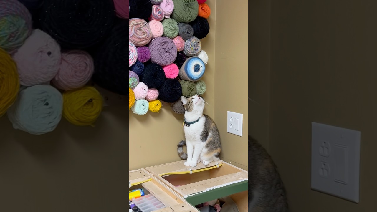 Оставил бы ваш кот стену из пряжи в покое!?
