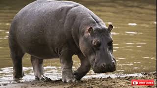 Curiozitati Despre Hipopotami