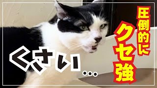 【面白い猫】すべての動きがクセ強な保護猫。