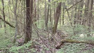 Видео Лес 27 (Новоспасский). Траншея (Т4) или большой ход сообщения (автор: Vlad Baksov)