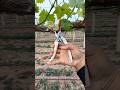 Grape Tree 🍇 Cutting | Full Pruning Guide #grape #pruning #farming #satisfying