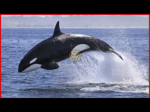 Jessica Radcliffe and Orca Attack | Jessica Radcliffe Video | Jessica Radcliffe Attacked by Orca