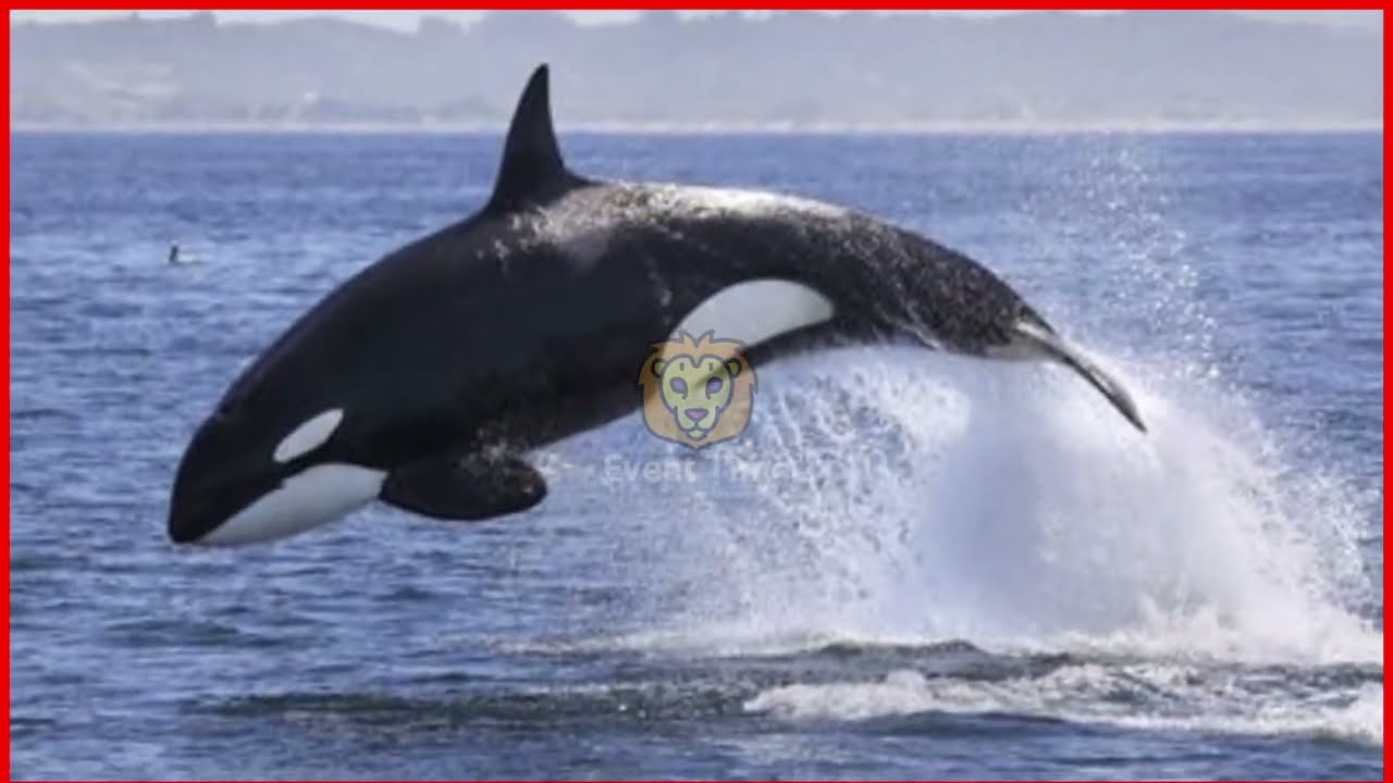 Jessica Radcliffe and Orca Attack | Jessica Radcliffe Video | Jessica Radcliffe Attacked by Orca