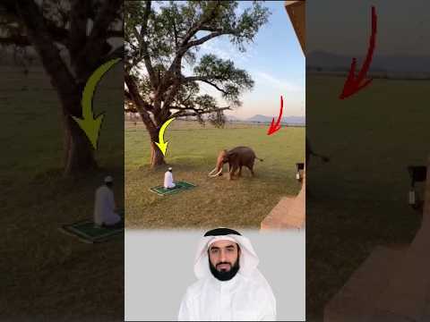 كان الرجل يصل ي تحت الشجرة فانكسرت غ صن من الأعلى فأنقذه الفيل قبل أن يسقط عليه لايك