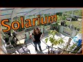 Growing FOOD Inside // Solarium Update