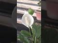 Peaceful Cottage life, Relaxing Natural Vibes, Cozy Cottage Decor #shorts #flowers #song #nature