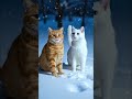 #cat cat ice fighting #fighting