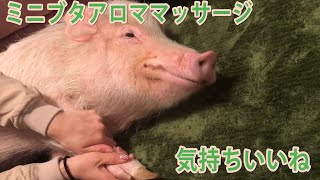 【ミニブタ】ミニブタマッサージ MiniPig