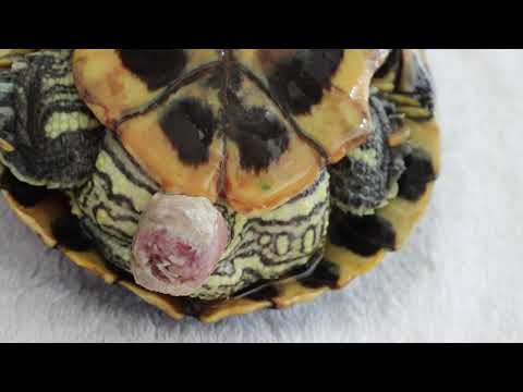 How to treat a female red-eared slider with oviduct prolapse?