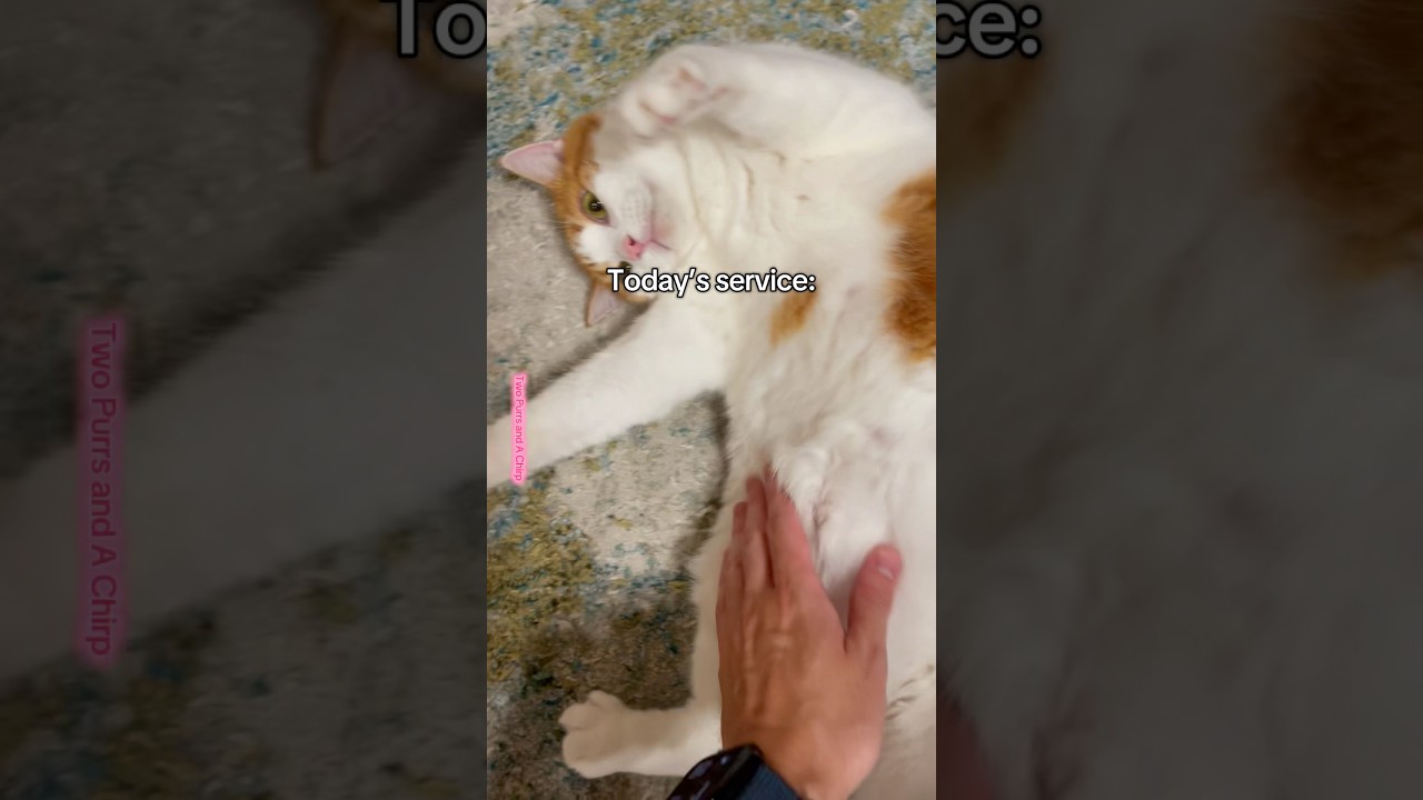 Daily Spa Routine for My Furry Queen 👑🐱 