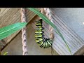 Monarch Butterfly Transformation: Caterpillar to Chrysalis - Kelebeğin Kozaya Girişi