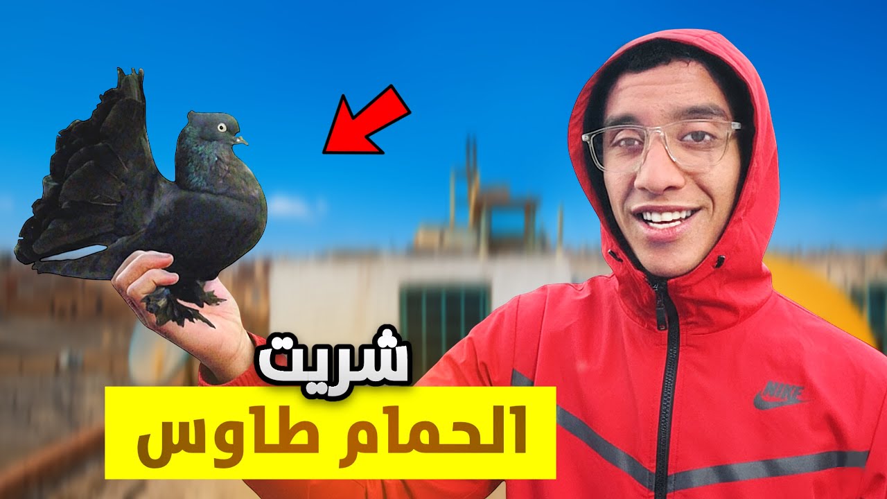 حياة مولوع: وأخيرا اشتريت الحمام طاوس😱صدموني من جمال لي فيهوم🤯