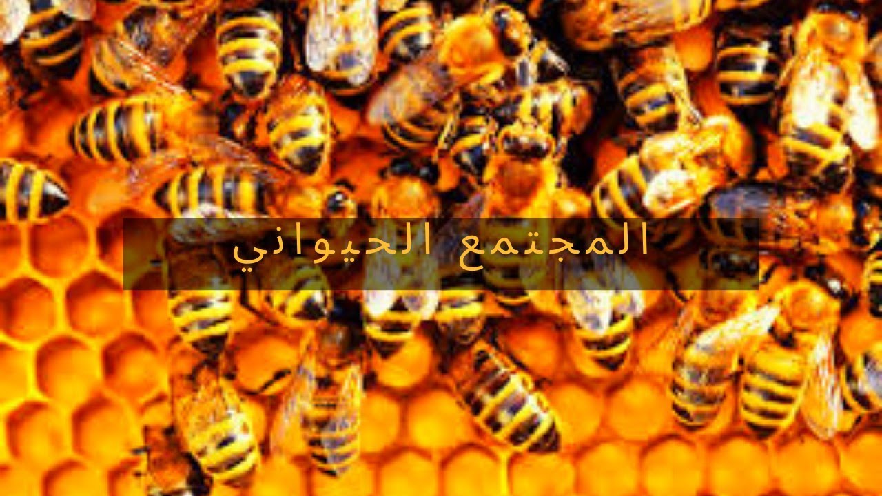 #دروس_العلوم_الطبيعية|المورد02: العلاقات القائمة بين العناصر الحية في الوسط الحي| المجتمع الحيواني✍️