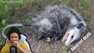 NymN reacts to True Facts: Not-Dead Opossums and Their Weird Defenses