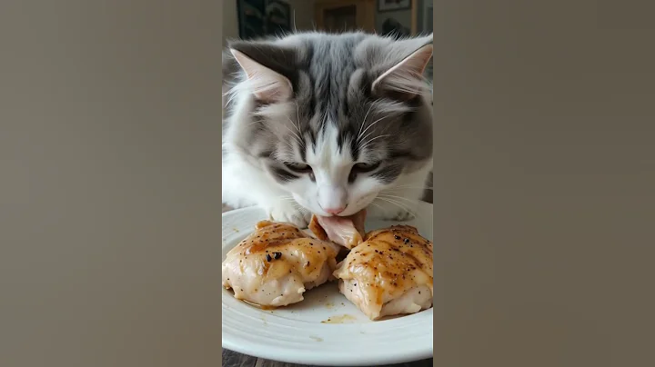 Watch the video about SIBERIAN CAT LIFESTYLE #catlovers #petvideos #siberiancat