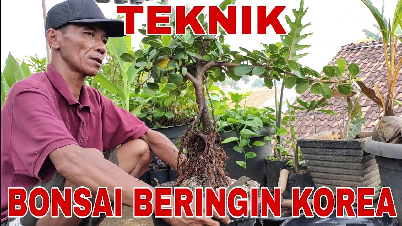 Cara memperbanyak, menanam, merawat dan membentuk BONSAI BERINGIN KOREA