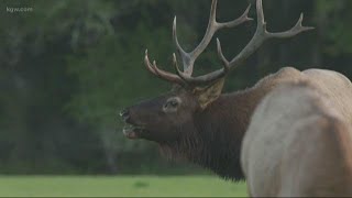 Elk Watch on the Oregon Coast range