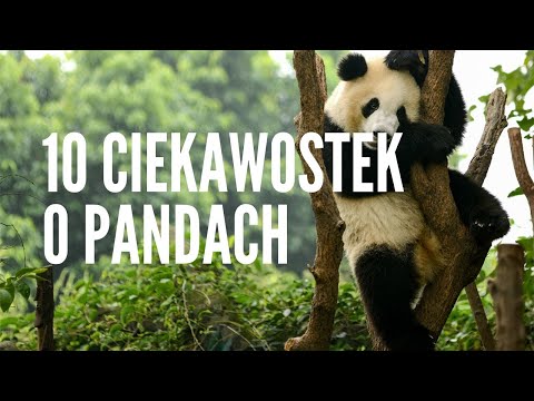 Wideo: Czy wiesz, gdzie mieszka panda?