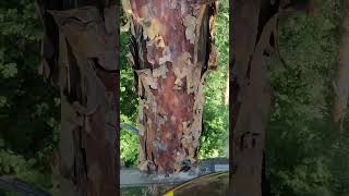‼️Опасный Завес Макушки Длиннной В 12 Метров😬🔥⛔️ #Arboristlife #Chainsawman #Husqvarna #Treework