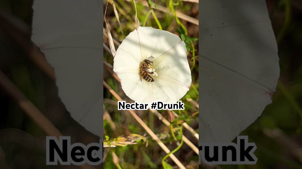 🐝🥴 Drunk on Nectar 