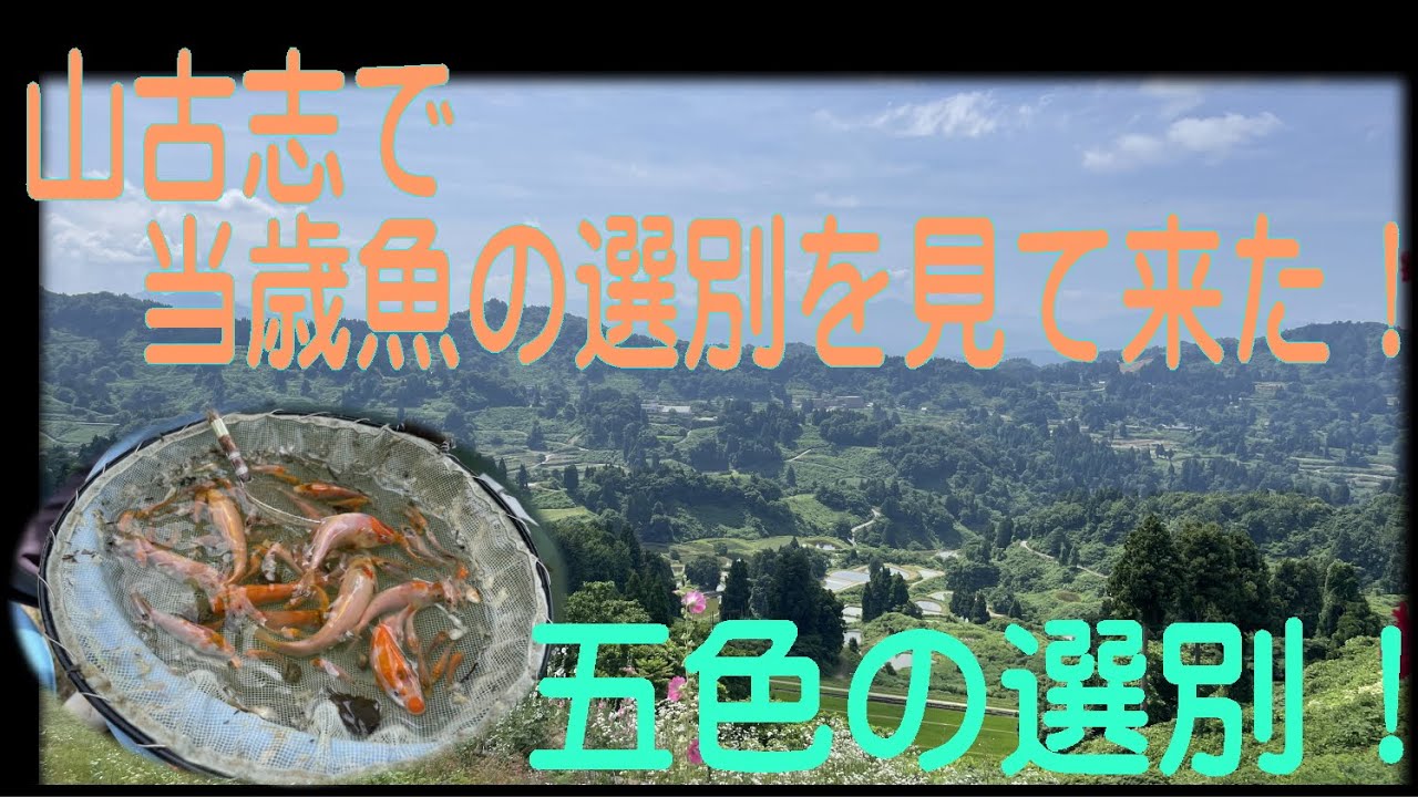 I went to Yamakoshi to see the sorting of yearling fish! (Sorting