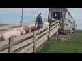 Погрузка свиней в скотовоз стф#1.