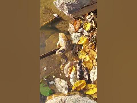 Жаба в тине - YouTube