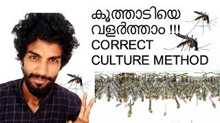 Mosquito larvae culture correct method | Vivek Parayil  | Parayil Aqua