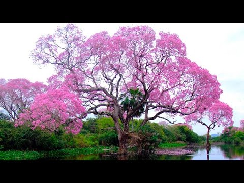 Βίντεο: Τι είναι ένα δέντρο Toborochi - Μάθετε για την ανάπτυξη του δέντρου Toborichi