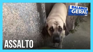 Cachorro impede assalto à casa na zona leste de SP