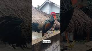 Khas kokok ayam hutan Hijau asli INDONESIA