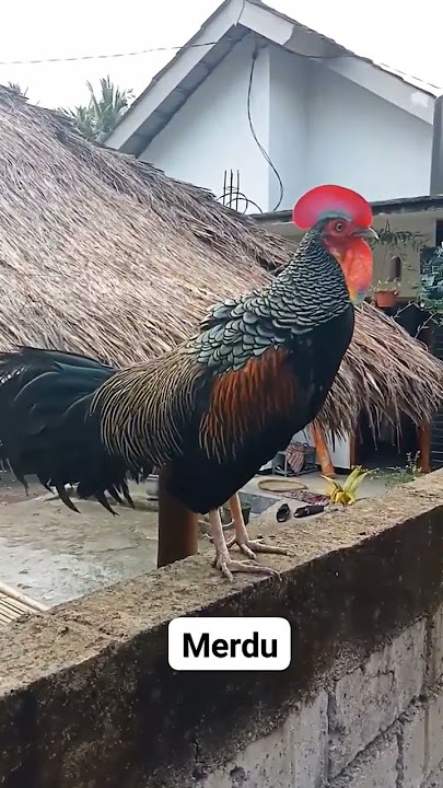 Khas kokok ayam hutan Hijau asli INDONESIA