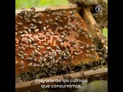 Cuidemos a nuestras abejas - D&iacute;a de las abejas 2026
