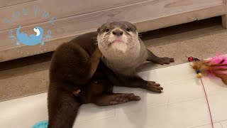 【双子のカワウソ】おだしとおつゆとふわふわ猫じゃらし　Otter　Odashi ＆ Otsuyu and fluffy toy