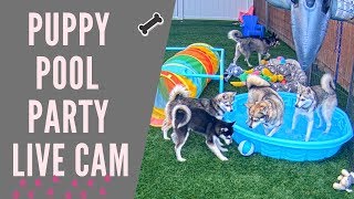 Alaskan Klee Kai Doggies Pool Party (4K) Live Cam  Mini Huskies