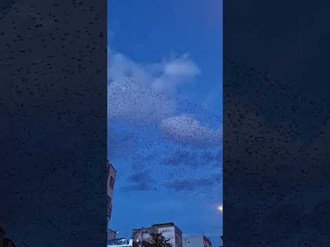 Hendek’te gökyüzünde kuşlardan gösteri