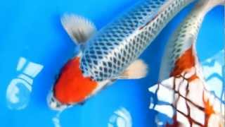 Kujyaku Born in 2011 by Kaneko Koi Farm
