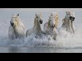 Chevaux de Camargue / Camargue horses