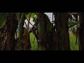 nature cinematic video! nature cinematic!